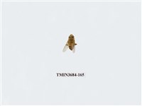 藏品(雙翅目)的圖片